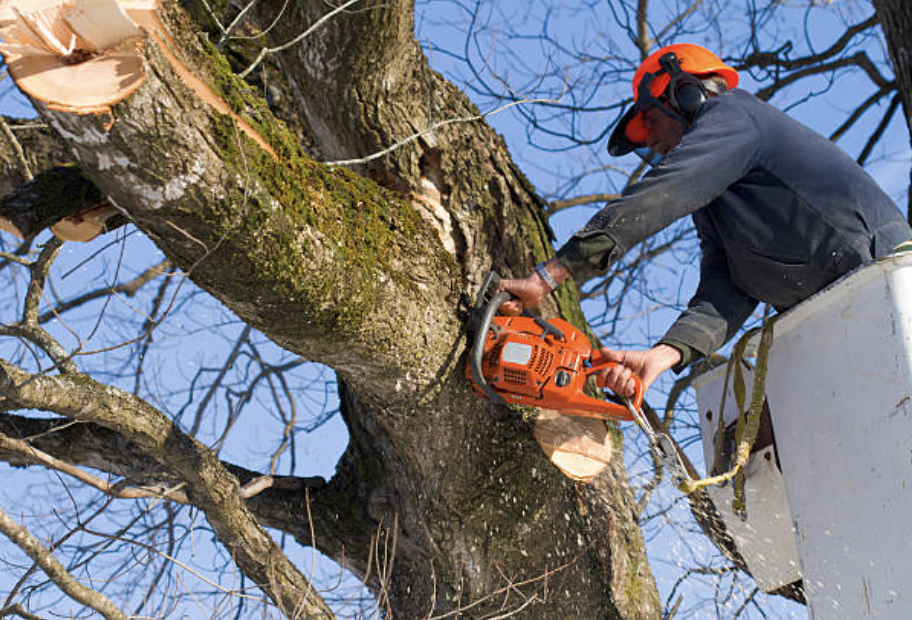 tree pruning in Zwolle