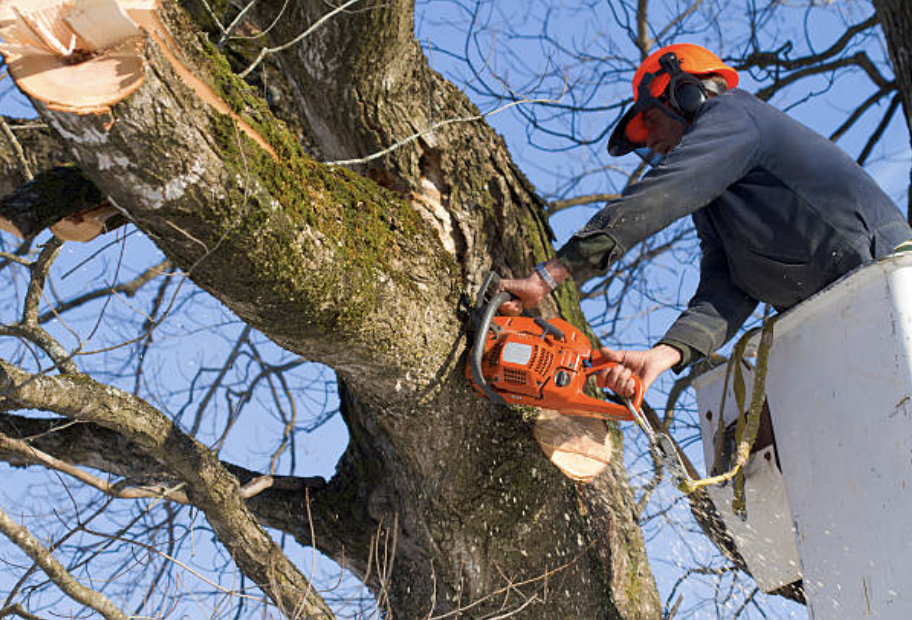 tree pruning in Pine Prairie Village